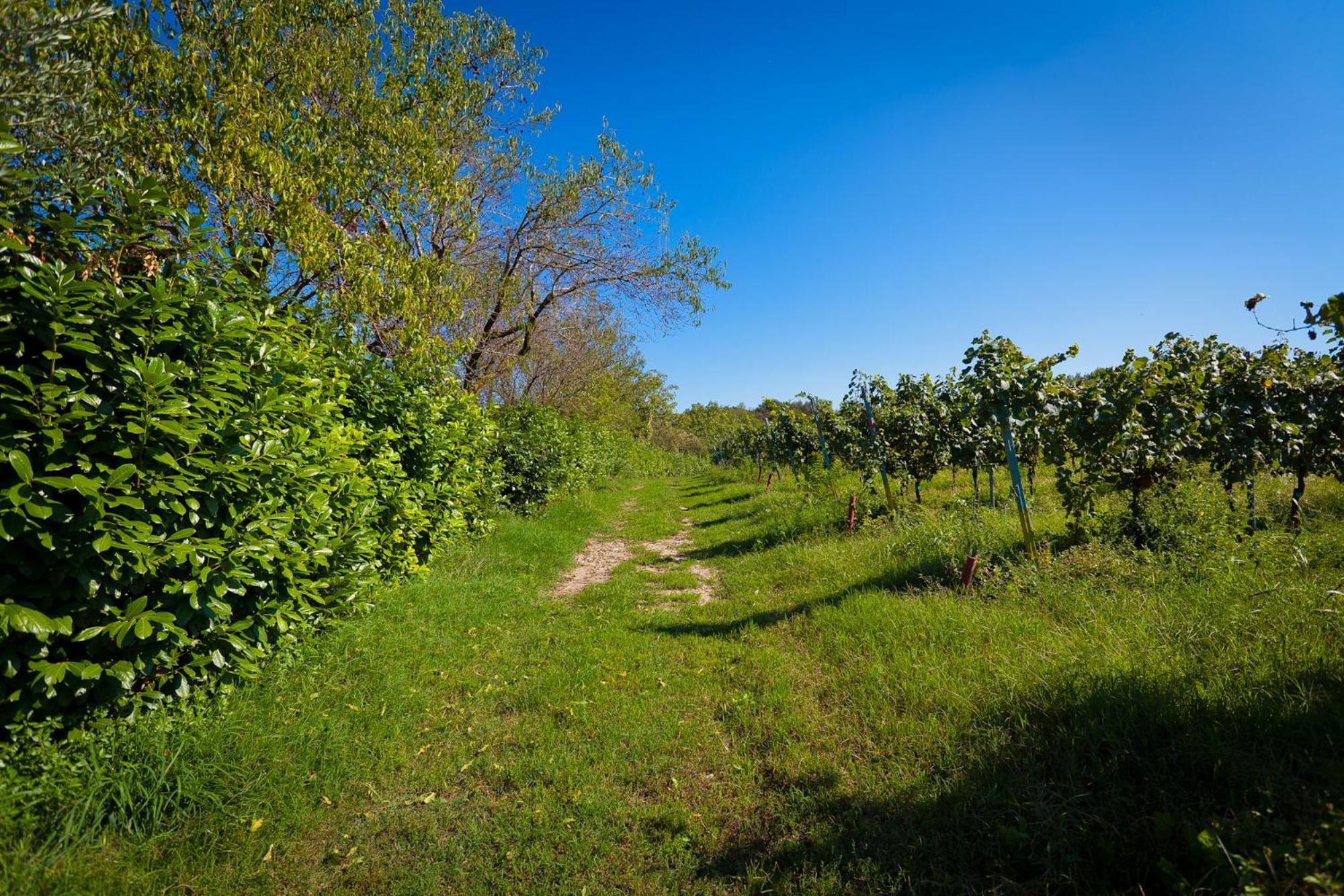 Agriturismo Con Cucina Tipica Nuova Scardua Cavriana Ngoại thất bức ảnh